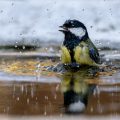 Kohlmeise (parus major)