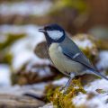Kohlmeise (parus major)