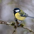 Kohlmeise (parus major)