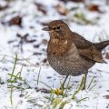 Amsel (Turdus merula) Weibchen