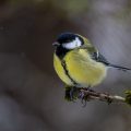 Kohlmeise (parus major)