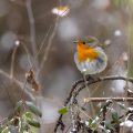 Rotkehlchen (Erithacus rubecula)