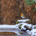 Rotkehlchen (Erithacus rubecula)
