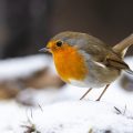 Rotkehlchen (Erithacus rubecula)