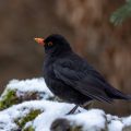 Amsel (Turdus merula) Männchen