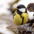 Kohlmeise (parus major)