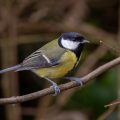 Kohlmeise (parus major)