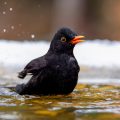 Amsel (Turdus merula) Männchen