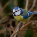Blaumeise (Cyanistes caeruleus)