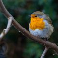 Rotkehlchen (Erithacus rubecula)