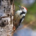 Mittelspecht (Leiopicus medius)