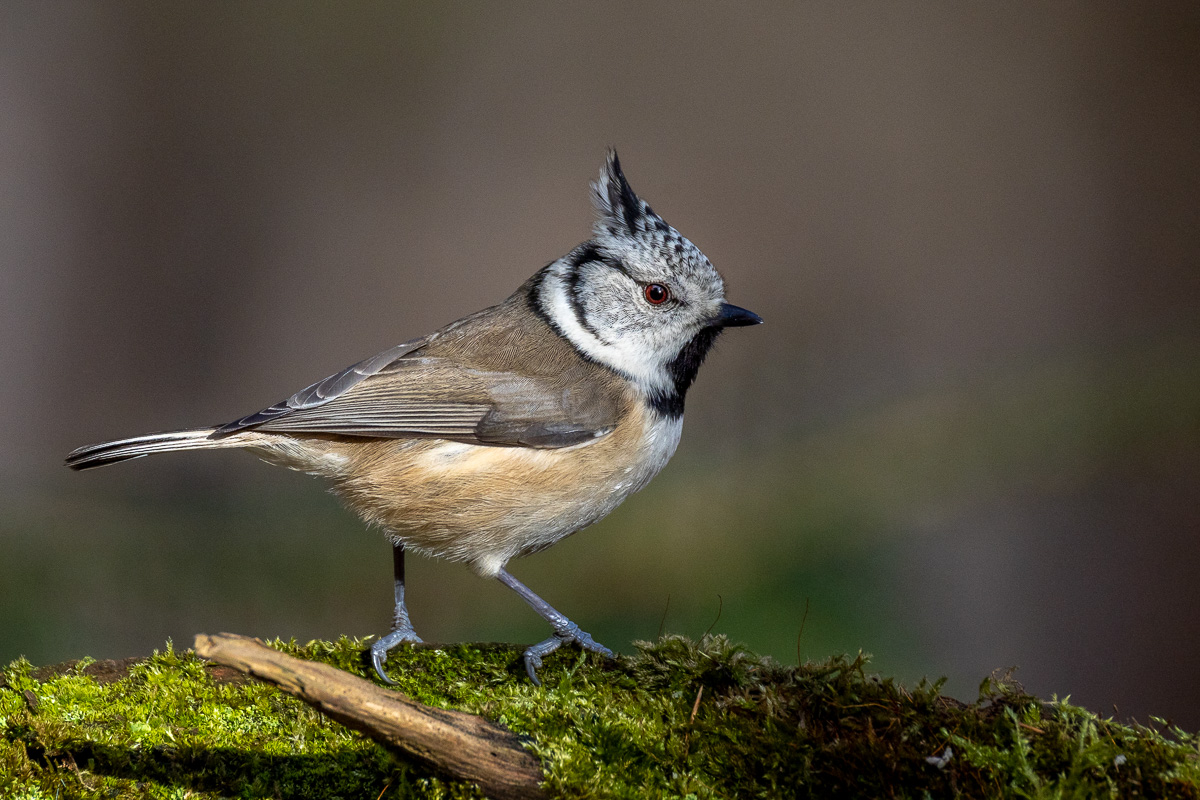 Haubenmeise (Lophophanes cristatus)