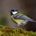 Kohlmeise (parus major)