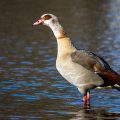 Nilgans (Alopochen aegyptiacus)