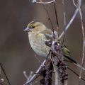 Buchfink (Fringilla coelebs) Weibchen