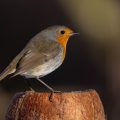 Rotkehlchen (Erithacus rubecula)