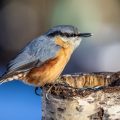 Kleiber (Sitta europaea)