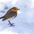 Rotkehlchen (Erithacus rubecula)