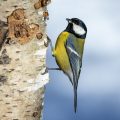 Kohlmeise (parus major)