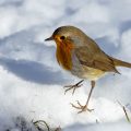 Rotkehlchen (Erithacus rubecula)
