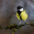 Kohlmeise (parus major)