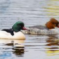 Gänsesäger (Mergus merganser) Männchen und Weibchen
