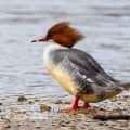 Gänsesäger (Mergus merganser) Weibchen