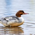 Gänsesäger (Mergus merganser) Weibchen