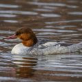 Gänsesäger (Mergus merganser) Weibchen