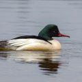 Gänsesäger (Mergus merganser) Männchen