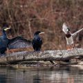 Kormorane (Phalacrocorax carbo)