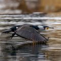 Kormoran (Phalacrocorax carbo