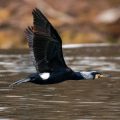 Kormoran (Phalacrocorax carbo