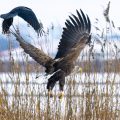 Seeadler (Haliaeetus albicilla)