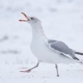 Silbermöwe (Larus argentatus)