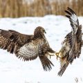 Mäusebussarde (Buteo buteo)  streiten sich