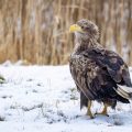 Seeadler (Haliaeetus albicilla)