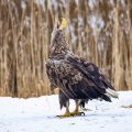 Seeadler (Haliaeetus albicilla)