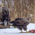 Seeadler (Haliaeetus albicilla)