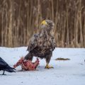 Seeadler (Haliaeetus albicilla)