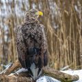 Seeadler (Haliaeetus albicilla)
