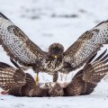 Mäusebussarde (Buteo buteo)  streiten sich