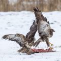 Mäusebussarde (Buteo buteo)  streiten sich
