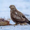 Raufußbussard (Buteo lagopus)