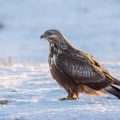 Raufußbussard (Buteo lagopus)