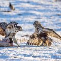 Raufußbussard (Buteo lagopus) streitet mit Mäusebussard