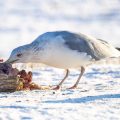 Silbermöwe (Larus argentatus)