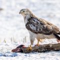 Mäusebussard (Buteo buteo)