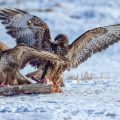 Mäusebussarde (Buteo buteo)  streiten sich