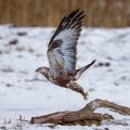 Raufußbussard (Buteo lagopus)
